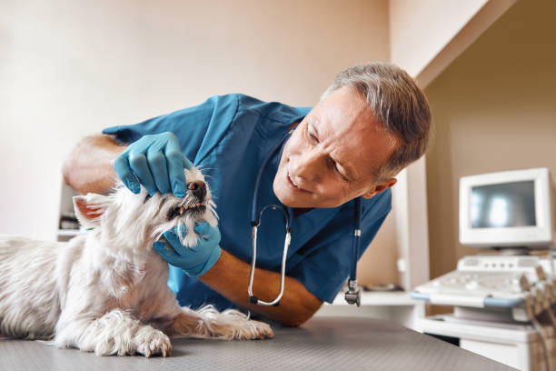 Best Emergency Treatment for Dental Infections or Abscesses in Lewisburg, TN